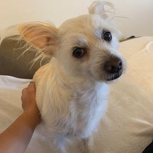 Meet your Posher, Shina